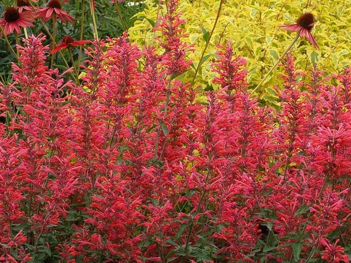 Agastache 'Kudos Coral' with dense coral-red flower spikes massed in a sunny garden bed