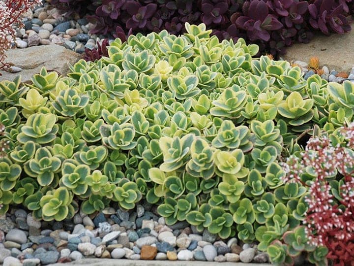 Sedum 'Lime Twister' stonecrop, a ground-hugging succulent with variegated lime-green and yellow foliage in a rock garden