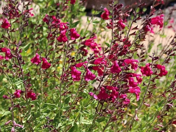 Salvia 'Raspberry Delight' with deep raspberry-pink tubular flowers on tall spikes above gray-green foliage