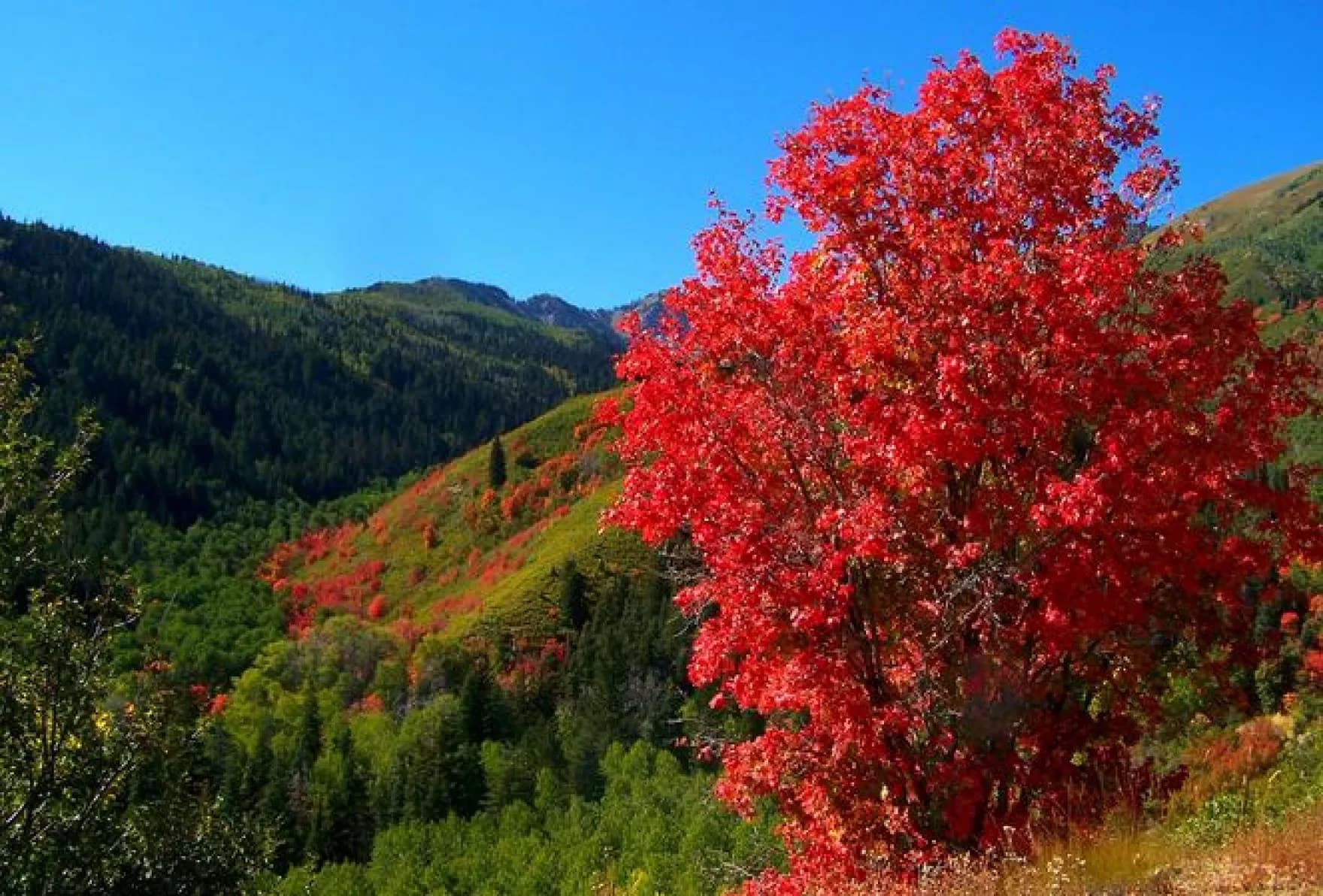 Bigtooth maple in brilliant red fall color on a Wasatch hillside
