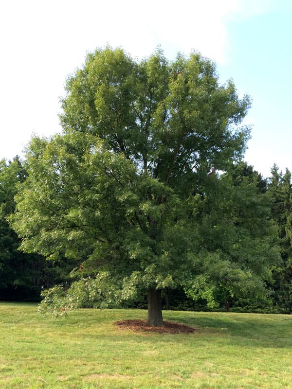 Mature bur oak with broad green canopy in summer