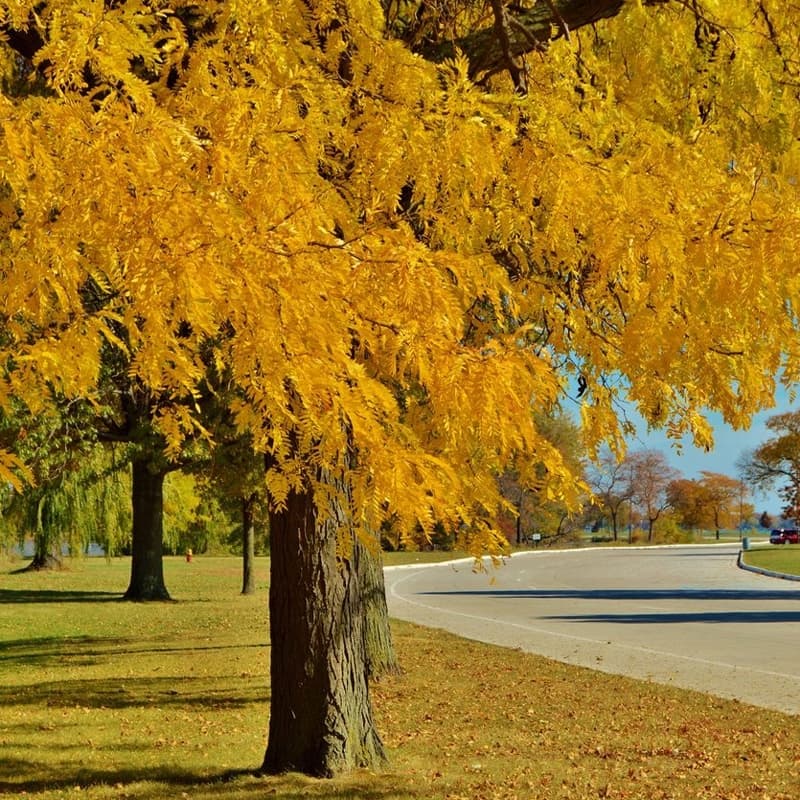 Honey locust tree in golden yellow fall color