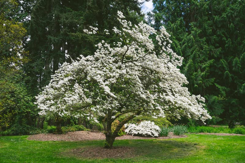 Serviceberry covered in delicate white blossoms