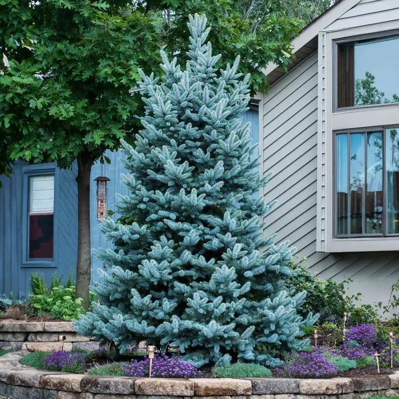 Mature Colorado blue spruce in a residential landscape