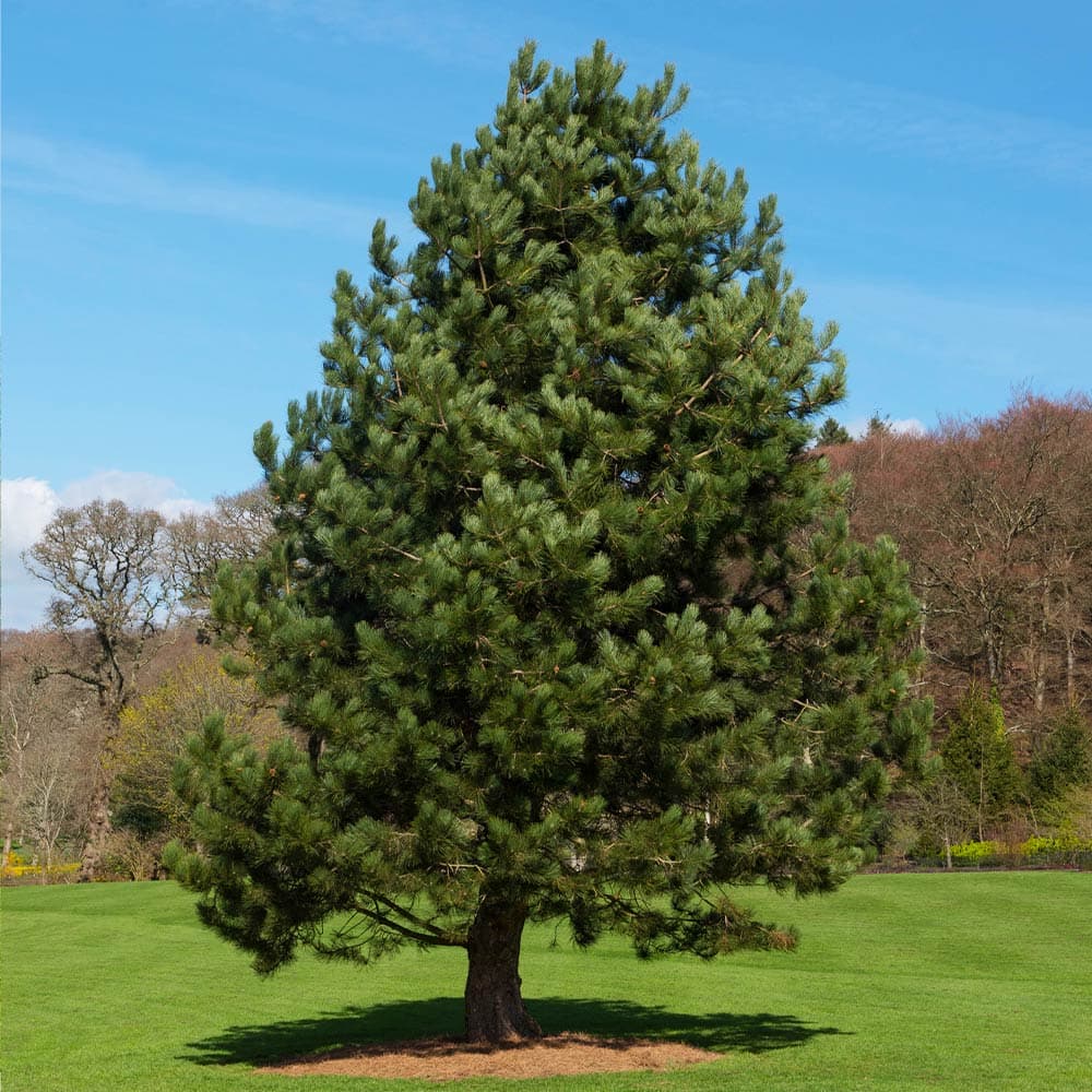 Mature Austrian pine with broad pyramidal form on a green lawn