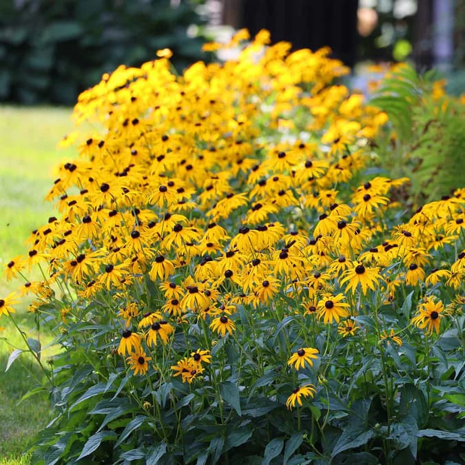 Black-eyed susan in a mass planting of yellow flowers with dark centers