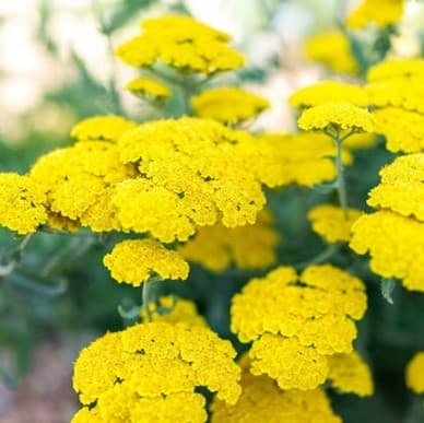 'Moonshine' yarrow with flat clusters of bright yellow flowers