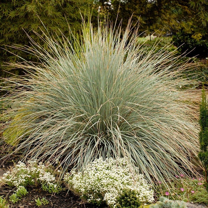 Blue avena grass forming a silvery-blue mound with arching seed heads