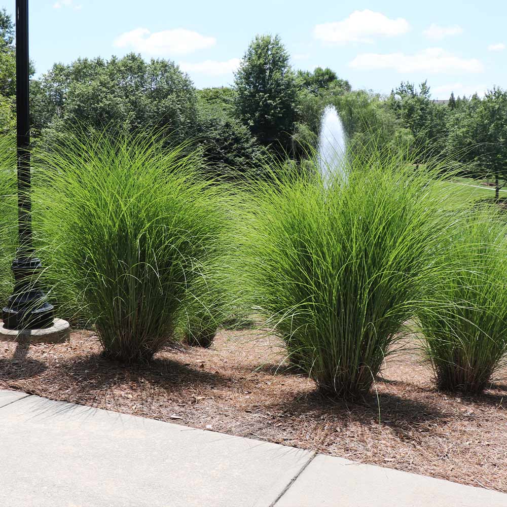 Maiden grass in a row of tall fountain-shaped clumps