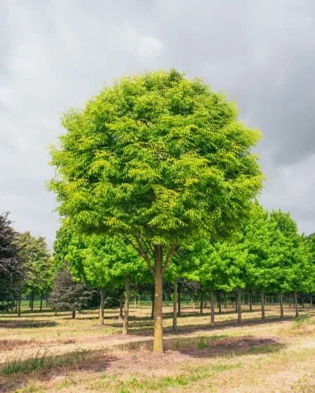 Mature zelkova tree with rounded green canopy in summer